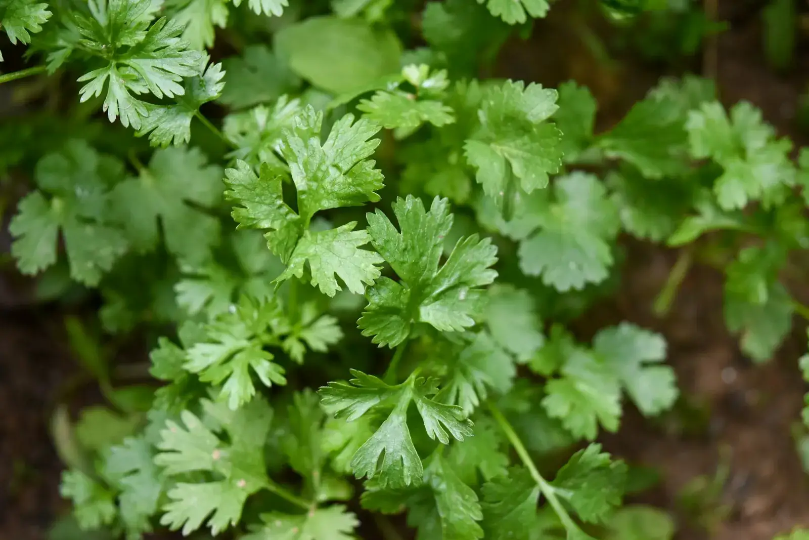 Fresh coriander (cilantro) leaves