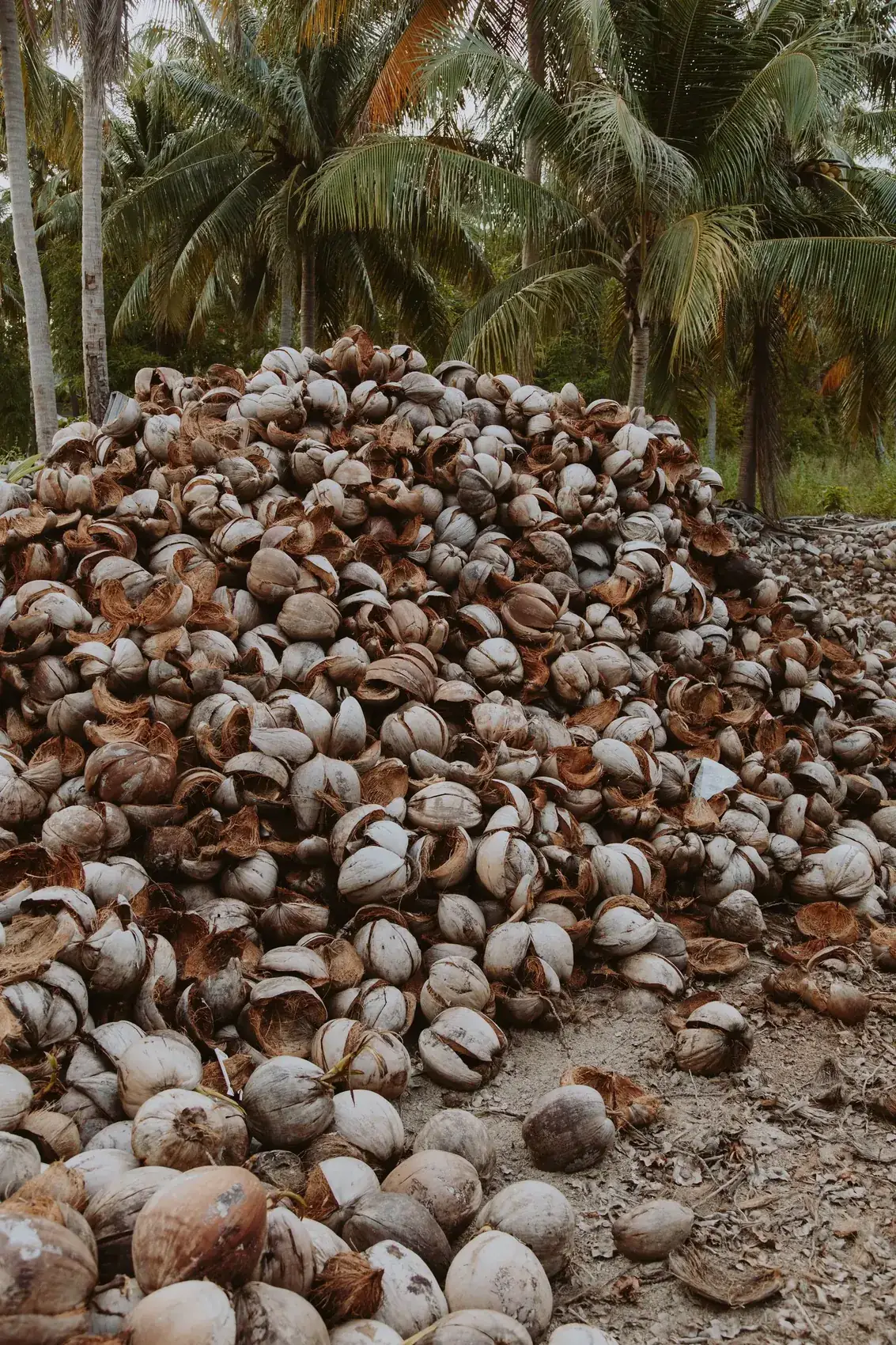 Pile of coconut husks, the raw material for coir