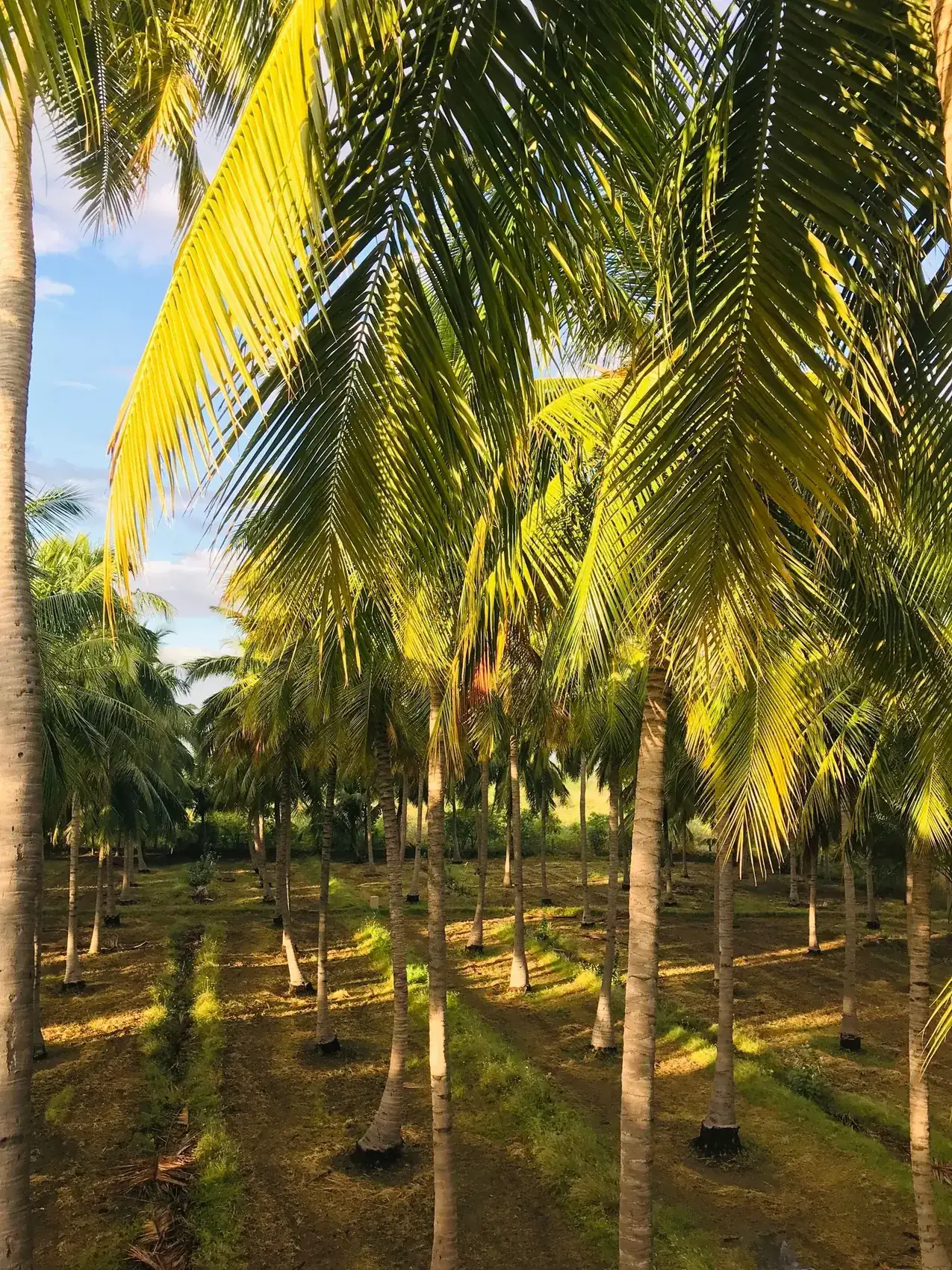 Coconut plantation in Rajapalayam, Tamil Nadu