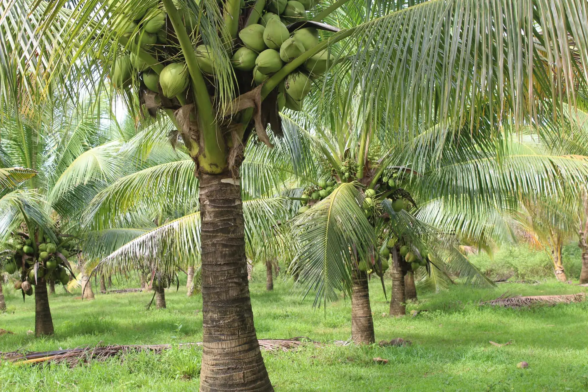 Coconut palms in a South Indian plantation