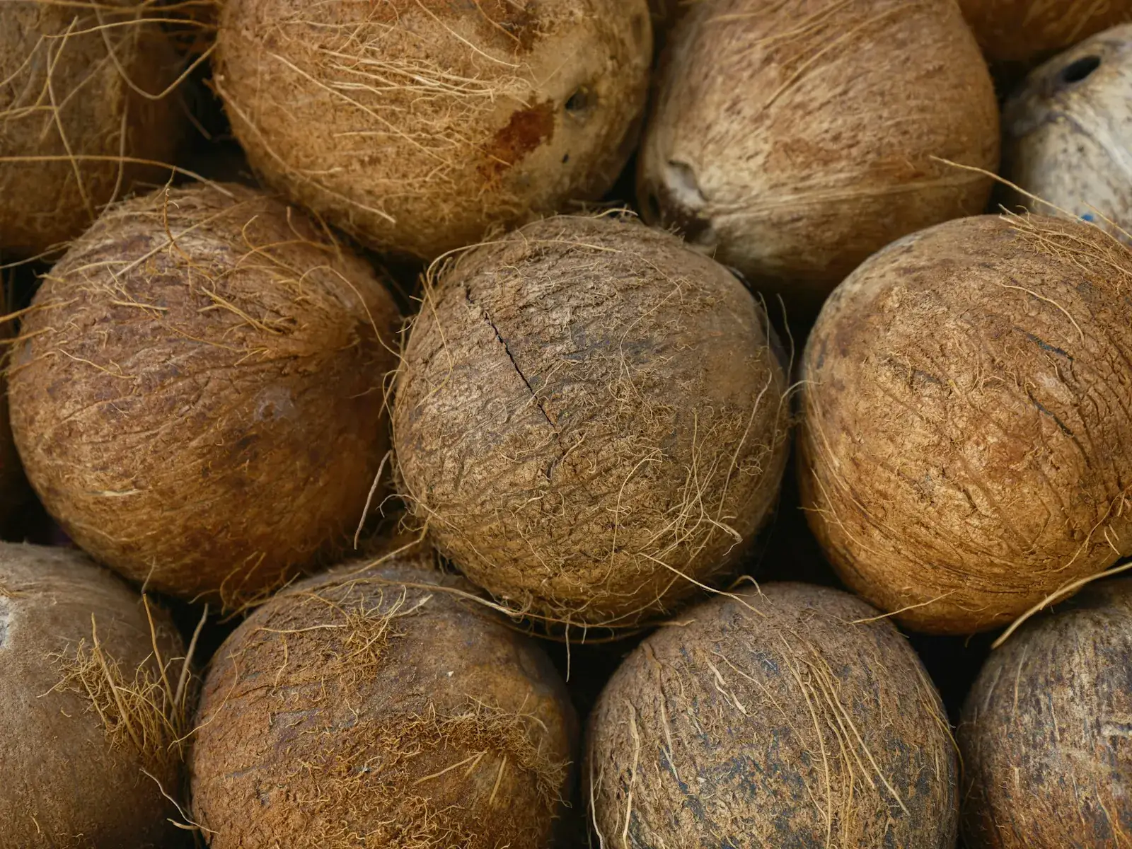 Pile of semi-husked mature coconuts