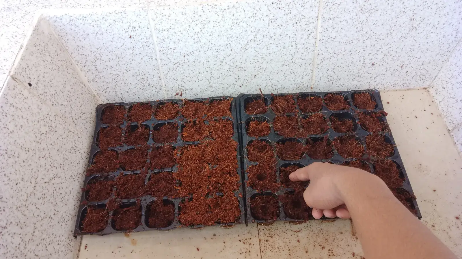 Expanded coco peat filled into seedling trays