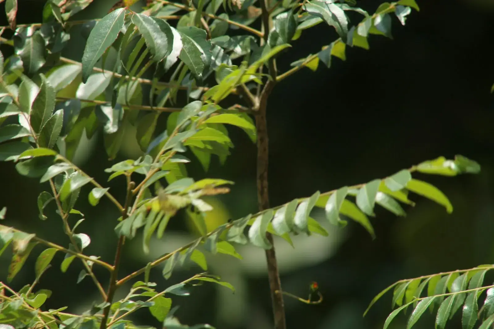 Fresh curry leaves on the plant