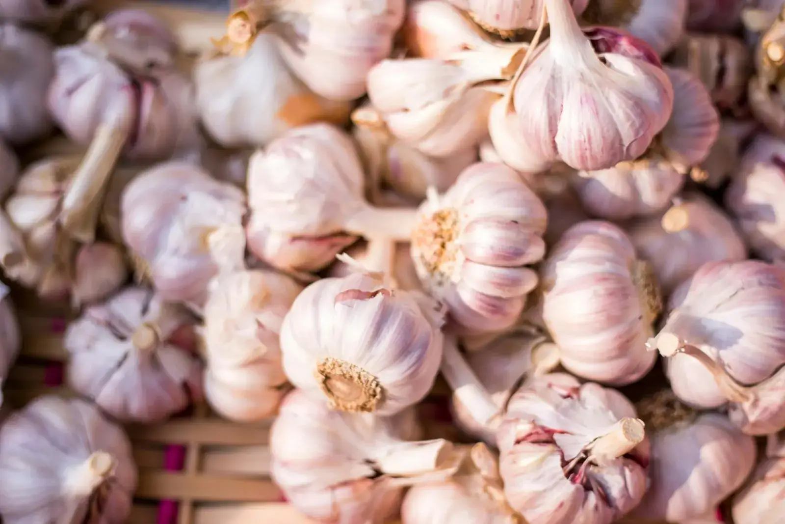 Fresh whole garlic bulbs