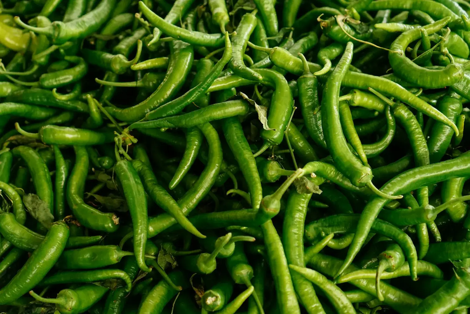 Fresh Indian green chillies