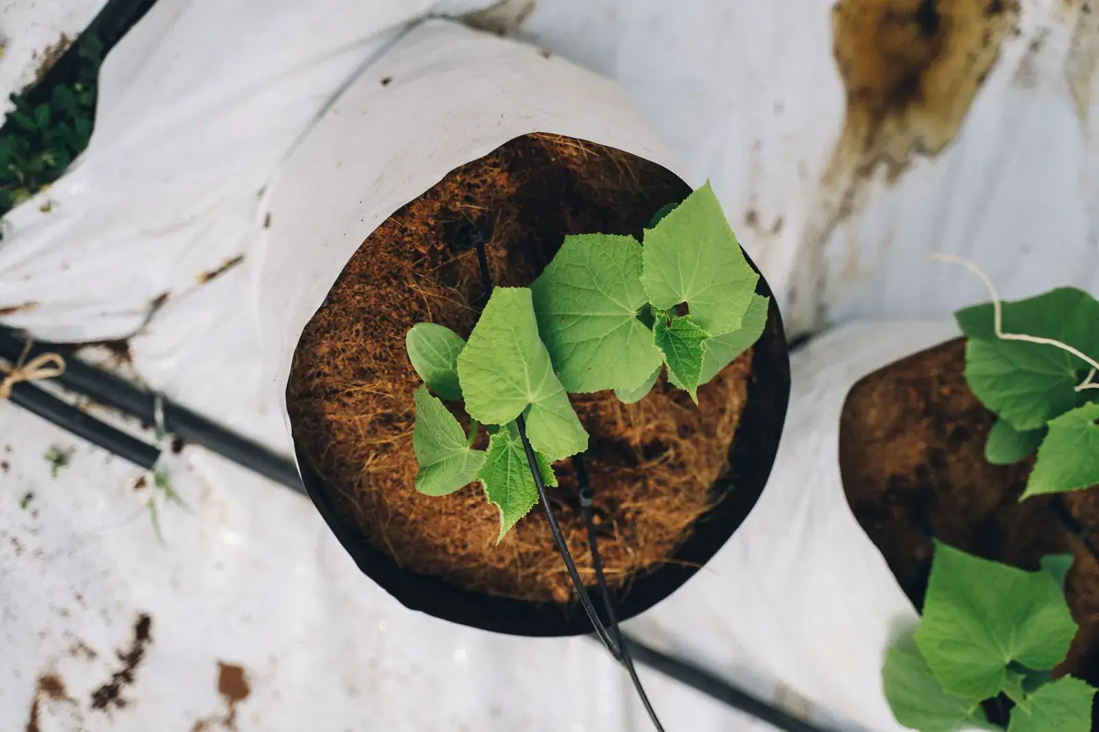 Young plant growing in a coco coir grow bag with drip line