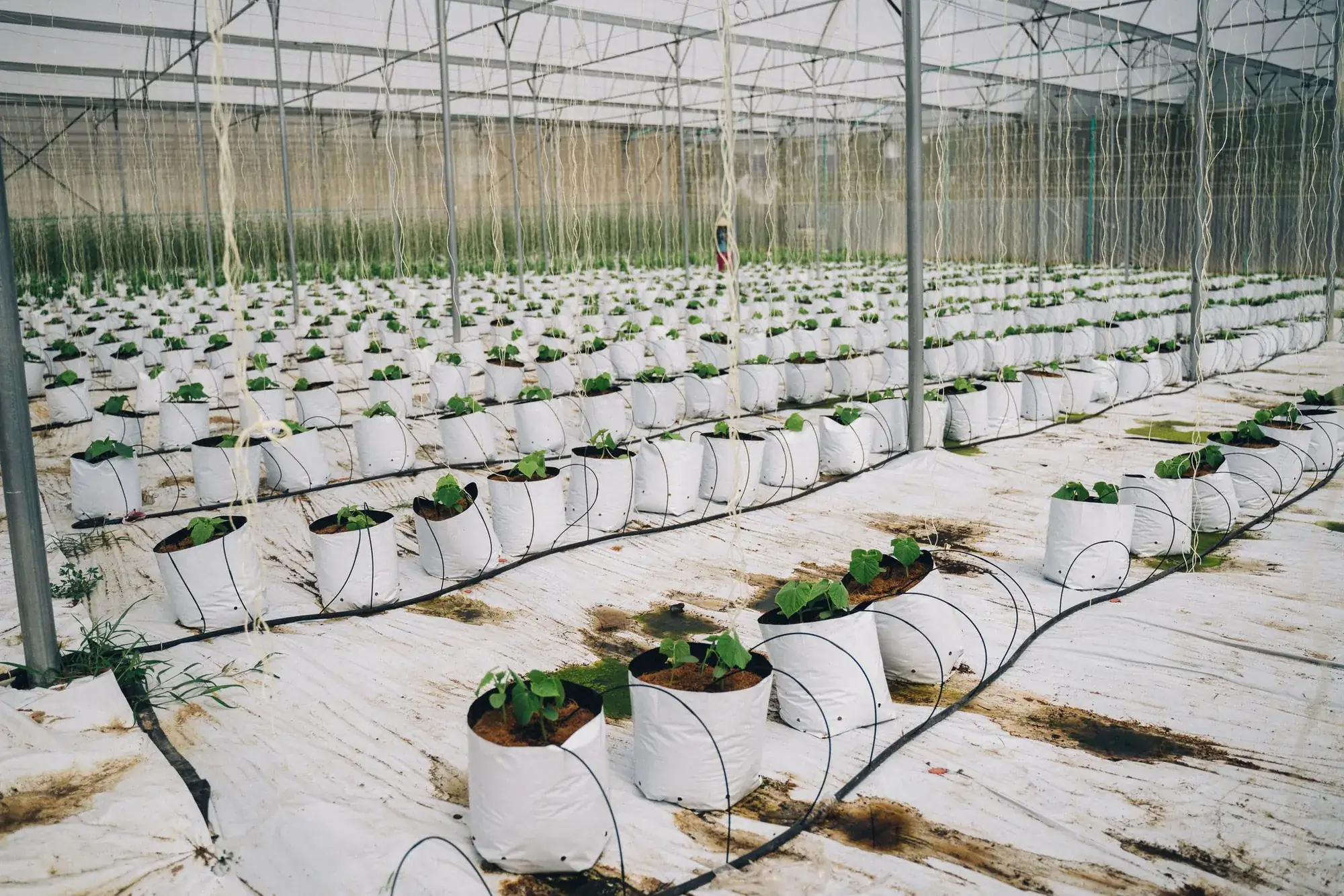 Rows of coir grow bags in a commercial greenhouse