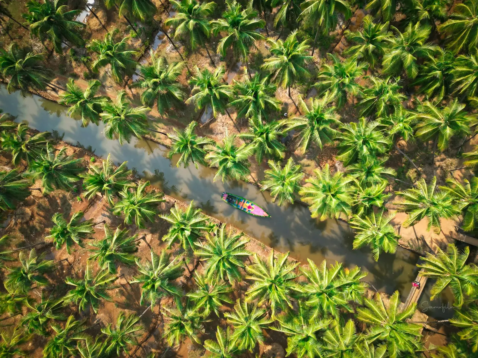 Aerial view of a coconut plantation in South India
