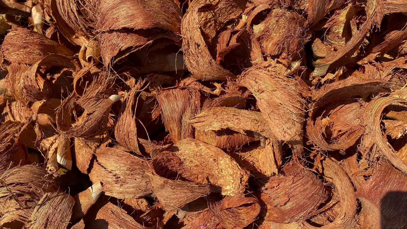 Close-up of cut coconut husk chips