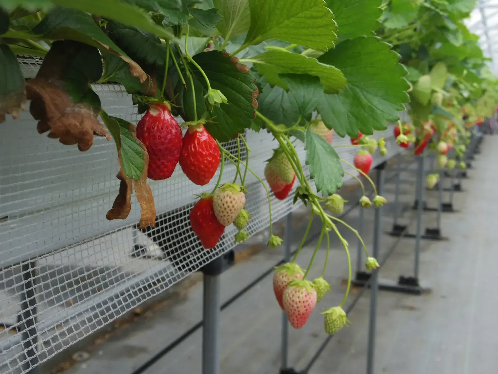 Strawberries grown in coir substrate in a greenhouse gutter